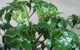 幸福树——室内甲醛净化神器（植物净化空气，助你呼吸清新）