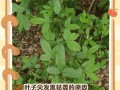 墨兰叶子尖发黑的原因及补救方法（保持墨兰叶子健康的关键是正确的护理）