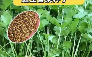 揭秘香菜种子的有毒传闻（真相何在？毒性如何？解密香菜种子）