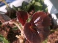 四季海棠花招虫子的应对方法（打造健康的花园，远离害虫困扰）