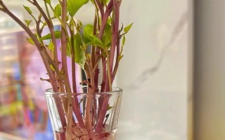 红薯——营养丰富的块茎植物（由来、分类、生长环境和营养价值）