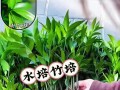 水培螺旋竹的养护技巧（打造清新室内绿植——水培螺旋竹）