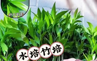 水培螺旋竹的养护技巧（打造清新室内绿植——水培螺旋竹）