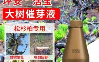 黑松换盆后的正确浇水方法（掌握科学的浇水时间和水量，让黑松健康成长）