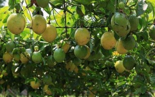 百香果种植指南（最佳种植时间、种植地点和技巧）
