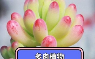 如何让以热的植物越冬（保护方法和关键技巧）