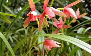 春季栽种兰花的技巧（兰花栽种的步骤及关键注意事项）