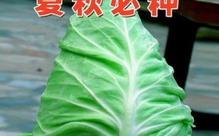 包菜的生长季节及食用方法（了解包菜的生长规律，享受健康美食）