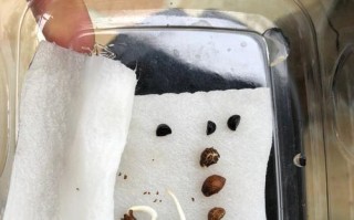 揭秘牵牛花种子的神秘面纱（种子外观特征及其生长发育）