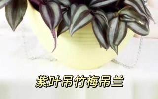 挽救干枯吊竹梅的秘诀（急救方法、养护技巧、悉心呵护）