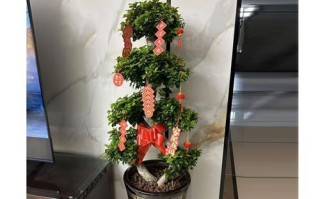 摇钱树的正确浇水方法（掌握浇水技巧，让你的摇钱树茁壮成长）