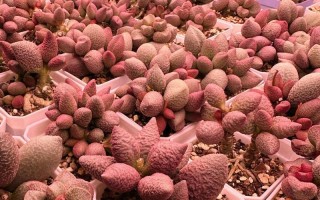 多肉叶子长水泡应对方法（有效预防和处理多肉叶子长水泡的技巧）