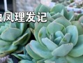 白凤叶子的处理方法（保护植物健康的关键措施）