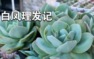 白凤叶子的处理方法（保护植物健康的关键措施）