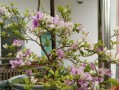 茶花摘心打顶的时间和方法（让茶花更美丽的关键步骤）