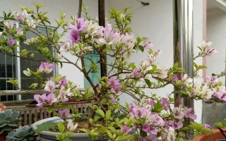 茶花摘心打顶的时间和方法（让茶花更美丽的关键步骤）