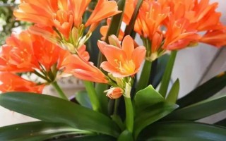 君子兰的生长与照顾