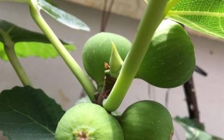 无花果树栽种的盆选取和注意事项（为您详解无花果树盆的大小和材质，让您轻松种出健康的无花果树）