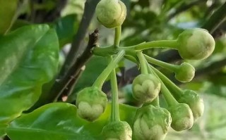 山竹的开花结果剖析（了解山竹的开花结果，实现高产经济效益）