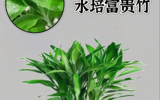 如何科学地给富贵竹浇水（春夏秋冬各有不同，轻松掌握关键诀窍）