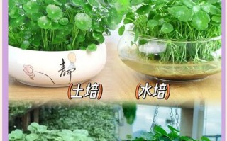 铜钱草种子的种植与养护技巧（打造绿色家居，从铜钱草种子开始）