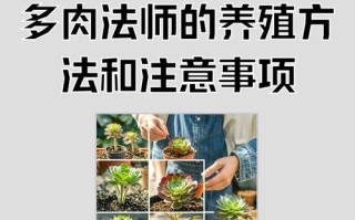 法师的叶子肥大之道（打造肥美叶子的秘密武器）