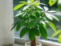 以发财树自动脱盆的方法（让您的发财树自由呼吸，焕发生机）