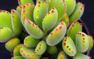 多肉熊童子花的养护指南（打造可爱多肉小熊，从熊童子花开始）