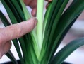 探究君子兰的生长环境条件及特点
