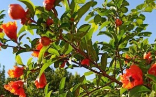 石榴花开的季节与时间（探秘石榴花开花期及鲜花的特点）
