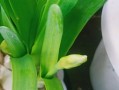 如何正确浇水水仙花？（科学合理的浇水时间和方法，打造健康茁壮的水仙花）