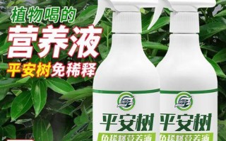平安树叶子尖干枯，该如何护理？（保持土壤湿润是关键，提供适当光照也很重要）