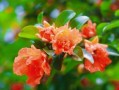 石榴花如何科学浇水？（了解石榴花的喜水程度和浇水要点，让你的石榴花更加茁壮成长！）