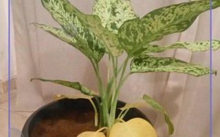 万年青的叶子修剪技巧（打造美丽翠绿的万年青家居装饰，让叶子焕发生机）