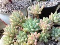 用花生壳来种植多肉（轻松打造绿色家园，花生壳也能变身小绿植）