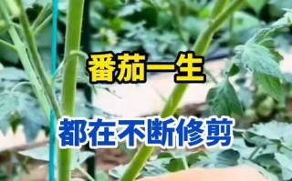 西红柿的授粉过程解析（一棵西红柿如何完成自身授粉？）