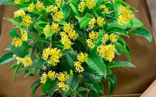丹桂开花时间及特点（丹桂开花的季节、颜色、香气和意义）
