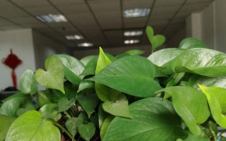 绿萝换土后的适宜浇水方法（科学浇水保持绿萝健康生长）