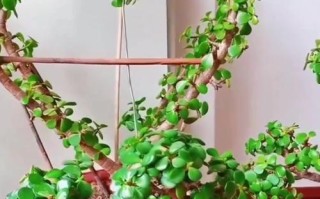 花草修剪技巧（以花如何修剪枝叶，打造精致庭院景观）