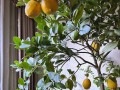 冬季阳台植物保暖的有效方法（一起来学习如何给冬季阳台植物保暖吧！）
