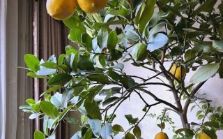 冬季阳台植物保暖的有效方法（一起来学习如何给冬季阳台植物保暖吧！）