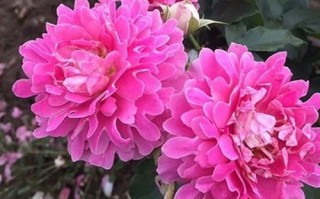 梦幻褶边月季——优美的园林藤本植物（探索梦幻褶边月季的生长特点和园林应用）