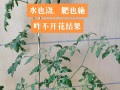 室内种植圣女果（圣女果种植指南，让你在室内也能尝到新鲜甜美的果实）