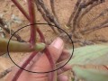 四季牡丹修剪指南（剪枝原则和步骤，保证花期和品质）