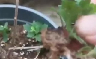 盆景菊花的种植方法（打造美丽的盆景花园，享受花草带来的宁静与欢乐）