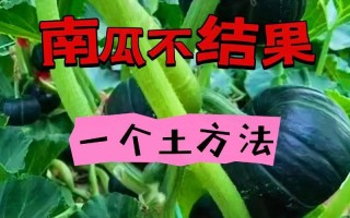 南瓜种植指南（南瓜生长周期、育苗技巧、施肥方法等详细介绍）
