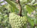 释迦果的生长周期与结果时间探析（探秘释迦几月开花几月结果种多少年才结果的奥秘）
