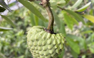 释迦果的生长周期与结果时间探析（探秘释迦几月开花几月结果种多少年才结果的奥秘）