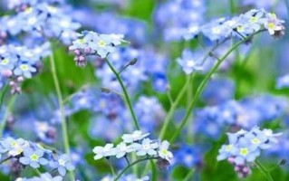 无私奉献——百合花的花语（百合花语传递着爱的奉献和纯洁）