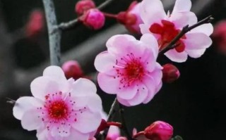如何让菊花开得更久——菊花的生长周期和管理技巧（掌握花期规律，科学养护菊花）